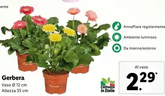 Gerbera Vaso ø 12cm ALtezza 35cm