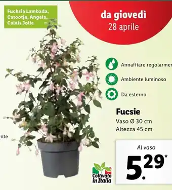 Lidl Fucsie vaso ø30cm Altezza 45cm offerta