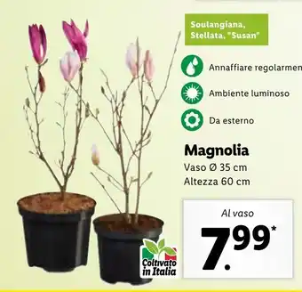 Lidl Magnolia vaso ø 35cm Altezza 60cm offerta