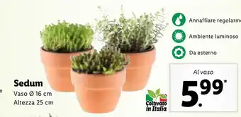 Lidl Sedum vaso ø 16cm Altezza 25cm offerta