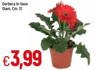 Famila Gerbera In Vaso Diam. Cm 12 offerta