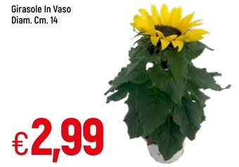 Famila GIrasole In Vaso Diam. Cm 14 offerta
