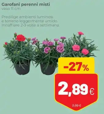 Coop Garofani perenni misti vaso 11 cm offerta