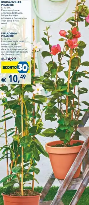 Esselunga Bouganvillea Piramide h. 90 cm. e Dipladenia Piramide h. 90 cm. offerta