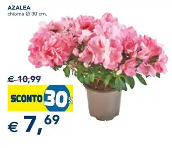 Esselunga Azalea chioma Ø 30 cm. offerta