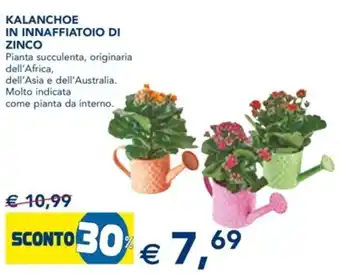 Kalanchoe in Innaffiatoio di Zinco