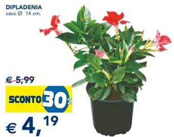 Esselunga Dipladenia vaso Ø 14 cm offerta