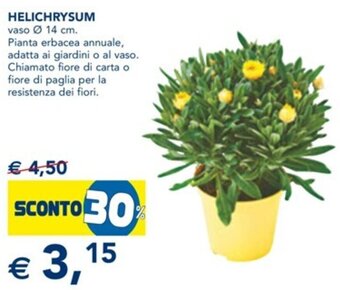 Esselunga Helichrysum vaso Ø 14 cm offerta