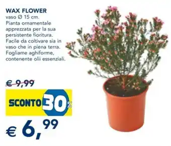 Wax Flower vaso Ø 15 cm
