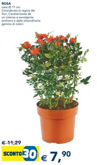 Esselunga Rosa vaso Ø 17 cm offerta