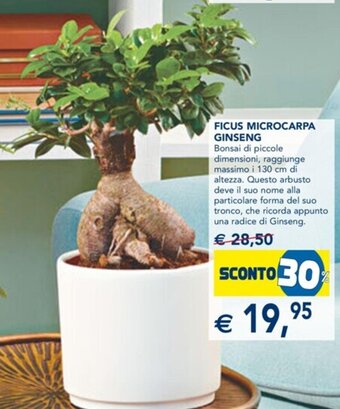 Esselunga Ficus Microcarpa Ginseng offerta