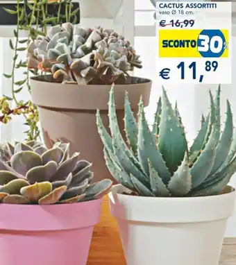 Esselunga Cactus Assortiti vaso Ø 18 cm offerta