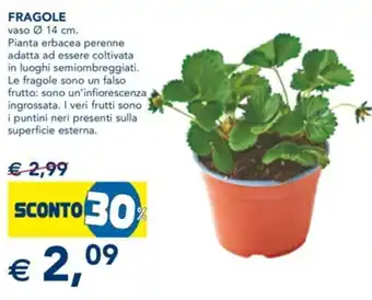 Esselunga Fragole vaso Ø 14 cm offerta