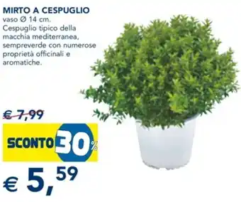 Esselunga Mirto A Cespuglio vaso Ø 14 cm offerta