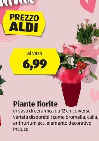 ALDI Piante fiorite offerta