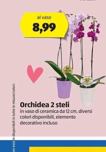 ALDI Orchidea 2 steli offerta