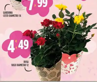 Rosa