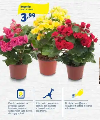 In'S Mercato Begonia vaso ∅ 14cm offerta