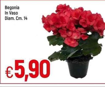 Famila Begonia In Vaso Diam. Cm. 14 offerta