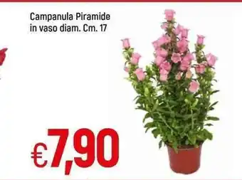 Famila Campanula Piramide in vaso diam. Cm. 17 offerta