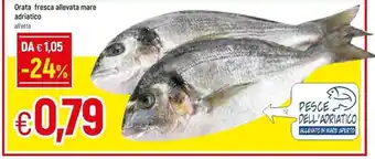 Famila Orata fresca allevata mare adriatico offerta