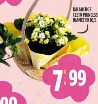 Kalanchoe cesto princess diametro 10,5