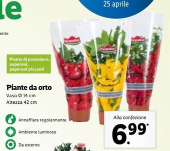 Lidl Piante da orto offerta