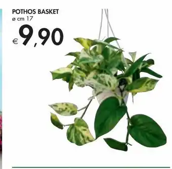 Bennet Pothos basket offerta