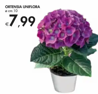 Ortensia uniflora