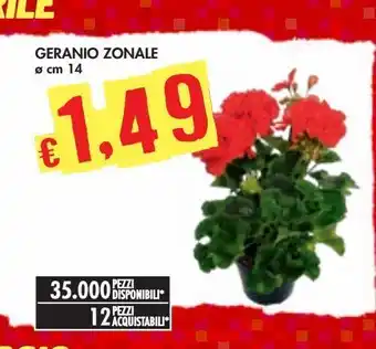 Bennet Geranio zonale offerta