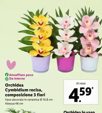 Lidl Orchidea cymbidium recisa, comporizione 3 fiori offerta