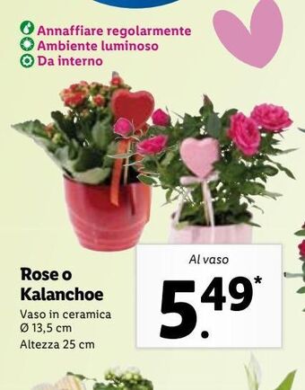 Lidl Rose o kalanchoe offerta
