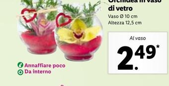 Lidl Orchidea in vaso di vetro offerta