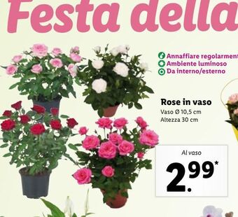 Lidl Rose in vaso offerta