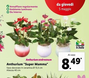 Anthurium "super mamma"
