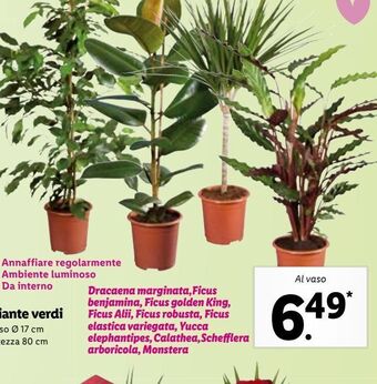 Lidl Piante verdi offerta