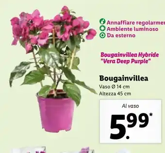 Lidl Bougainvillea al vaso offerta