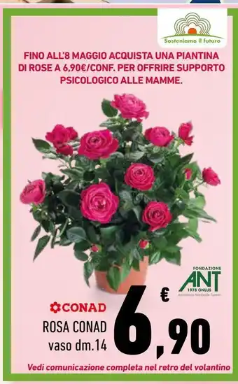 Conad Superstore Rosa conad offerta