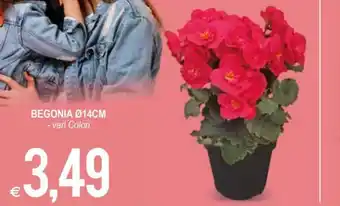 MD Discount Begonia 14 cm offerta