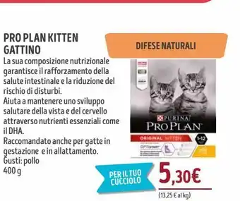 Il Gigante Pro platin kitten gattino offerta