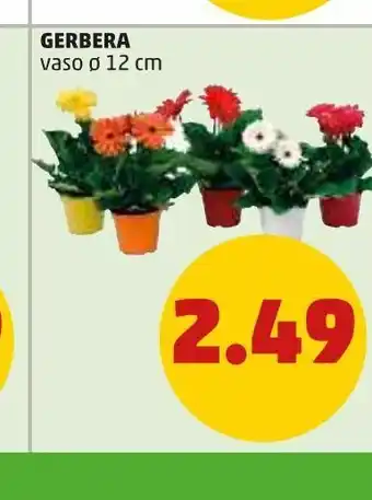PENNY Gerbera vaso 12cm offerta