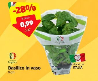 ALDI Basilico in vaso offerta