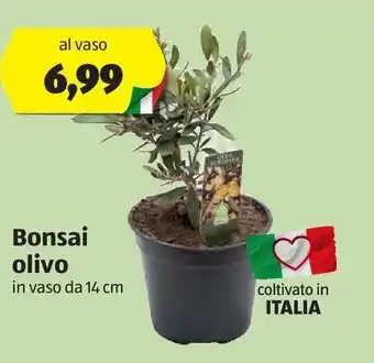 Bonsai olivo