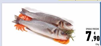Conad Spigole fresche offerta