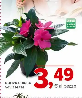Todis Nuova guinea vaso 14 cm offerta