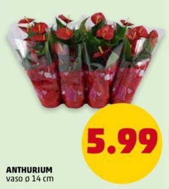 PENNY Anthurium offerta