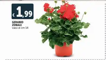Geranio zonale vaso diam cm 14