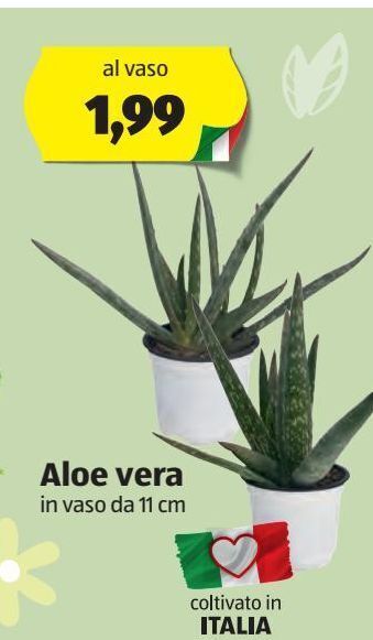 Aloe vera