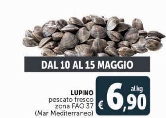 Deco Superstore Lupino pescato fresco offerta