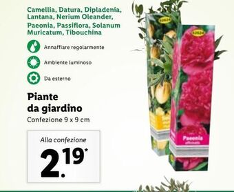 Lidl Piante da giardino offerta